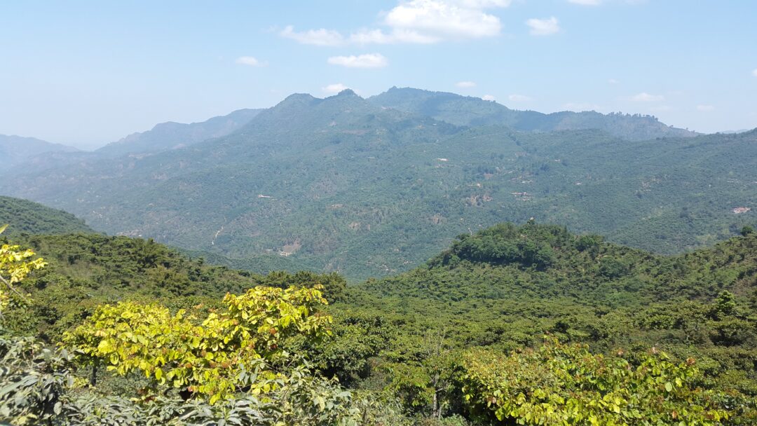 kava guatemala