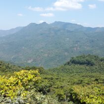 kava guatemala