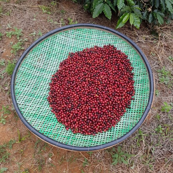coffee terra branca