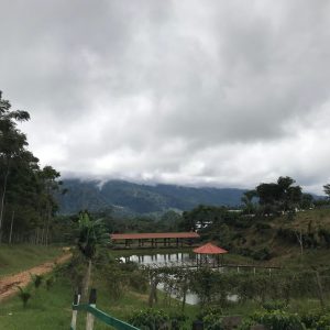 kava