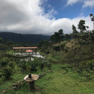 kava